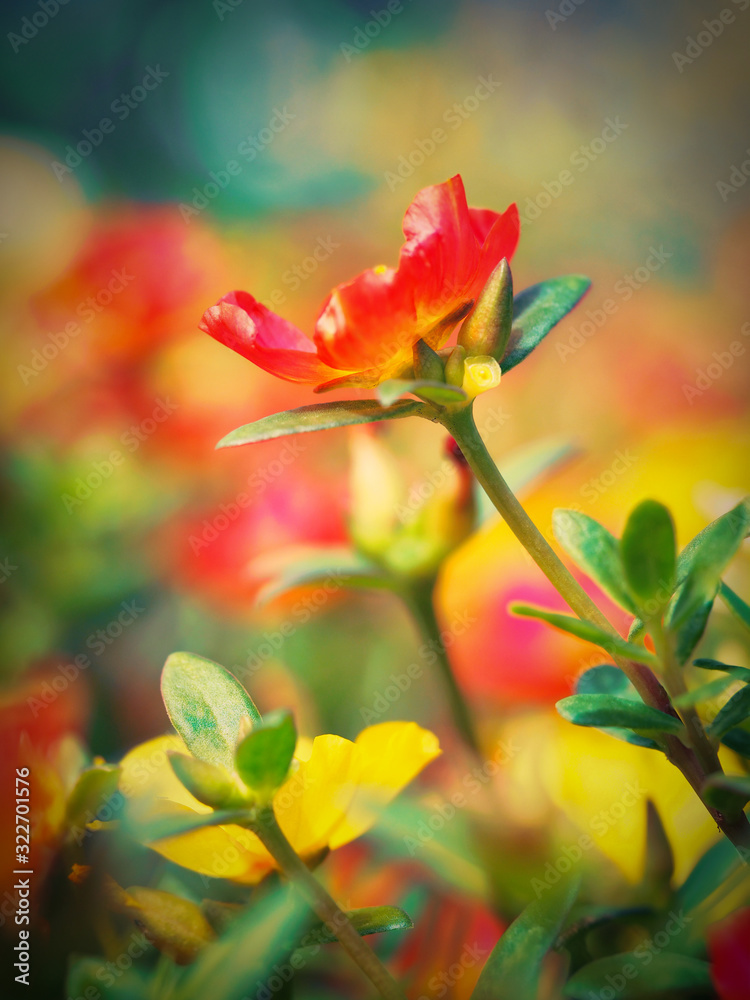 Close-up photo of Portulaca with beautiful bokeh background. Close-up photo of Portulaca with beautiful bokeh background.