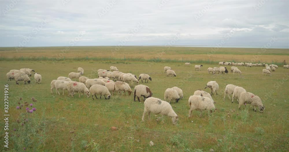 Landscape view of sheep eating grass in Qinghai Province China. Landscape view of sheep eating grass in Qinghai Province China.