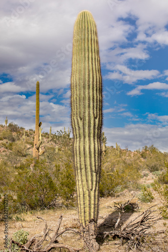 6 Foot Tall Saguaro