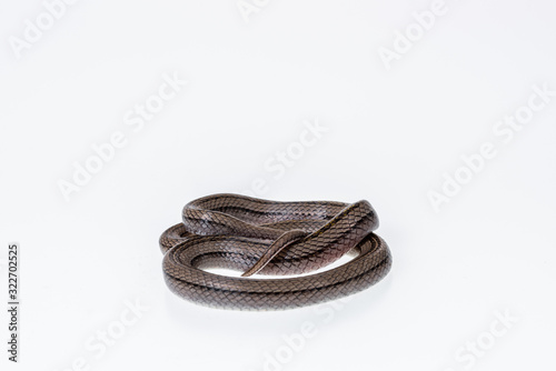 Striped kukri Snake on white background, Scientific name:Oligodon taeniatus, snake of Thailand photo