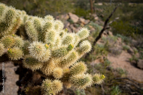 Close up Unripened Jumping Cholla Fruit