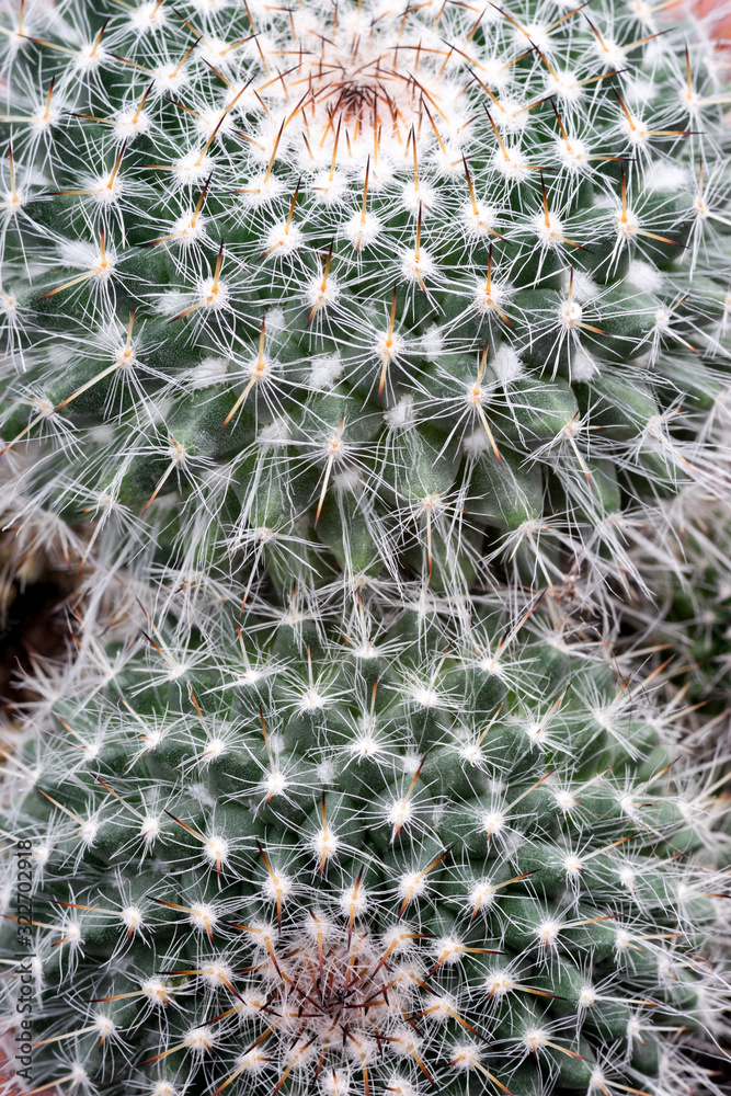 Close up of beautiful group of mammillaria on black background Close up of beautiful group of mammillaria on black background