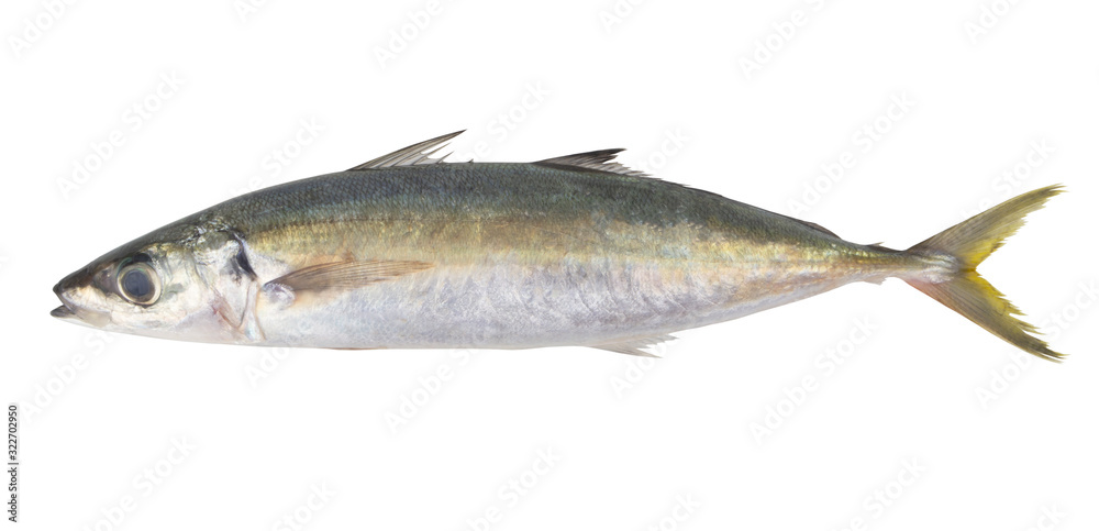 Round scad fish or mackerel scad isolated on white background, Decapterus Round scad fish or mackerel scad isolated on white background, Decapterus