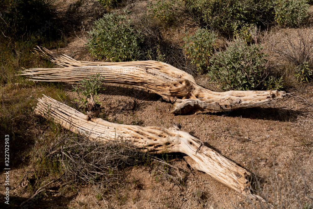 Saguaro Skeletons