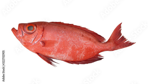 Red bigeye fish or red sea perch isolated on white, Priacanthus macracanthus