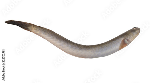 Fresh keo fish or spiny goby isolated on white background, Pseudapocryptes elongatus photo