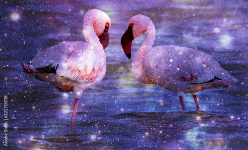Close up of two lesser Flamingos early in the morning