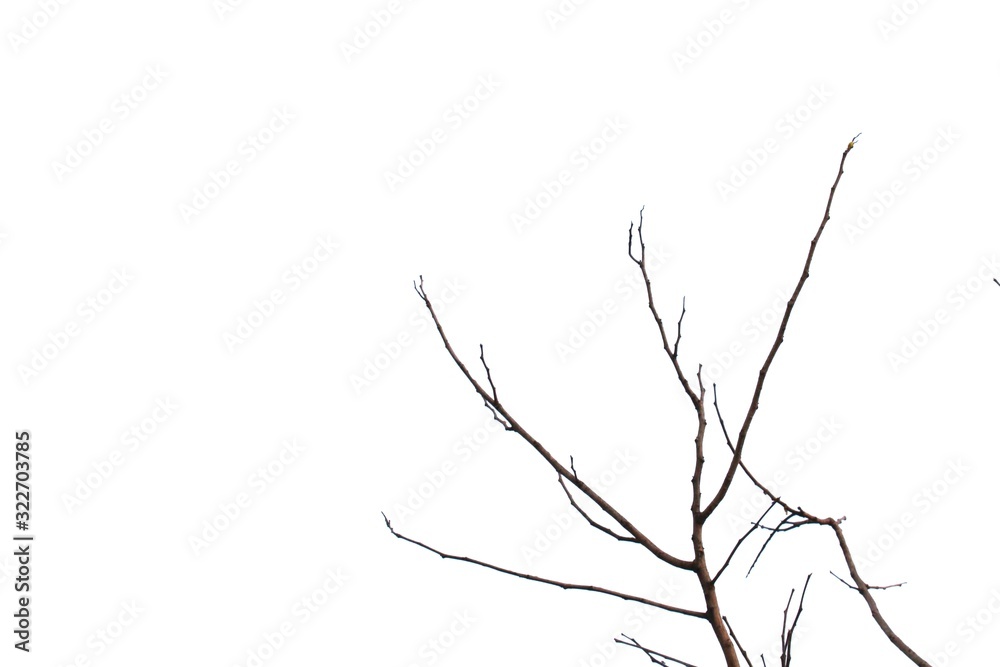 Fototapeta premium silhouette of tree isolated on white background
