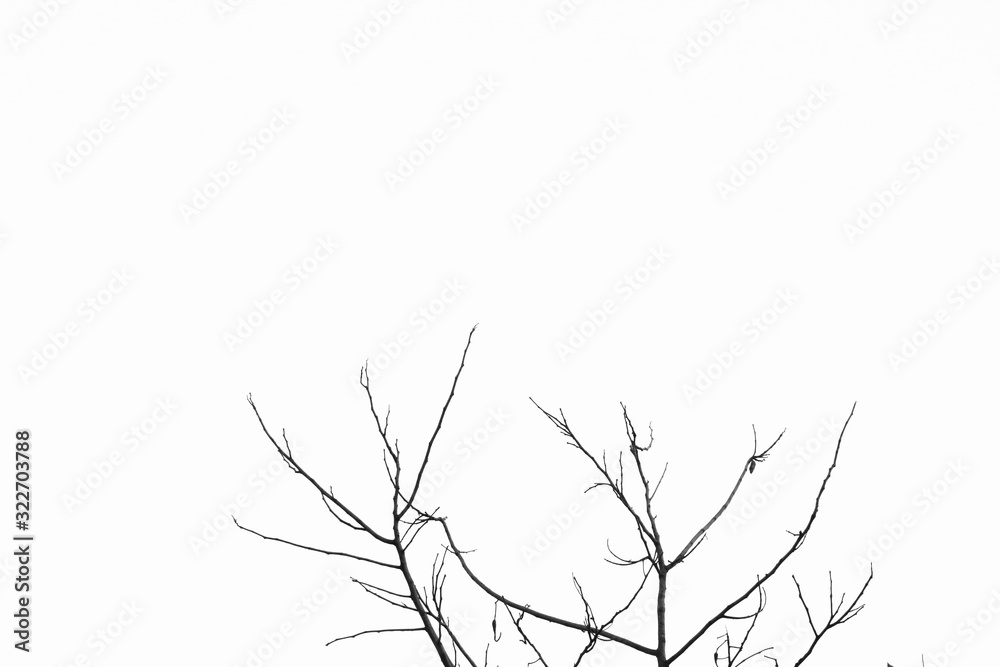 branch with leaves isolated on white background