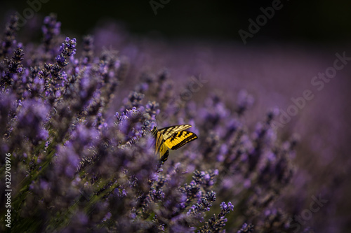 Photography Pollinating lavender