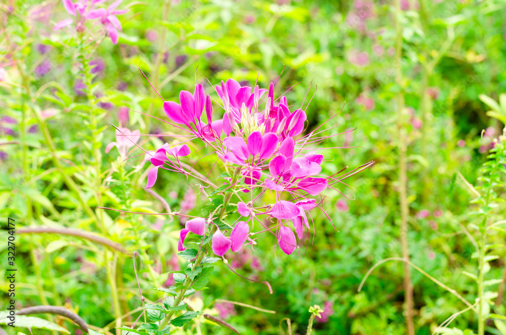 Cleome spinosa or Cleome spinosa with green leaves at outdoor garden Cleome spinosa or Cleome spinosa with green leaves at outdoor garden