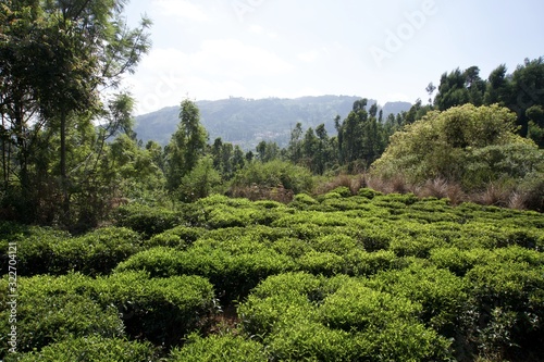 Tea garden 