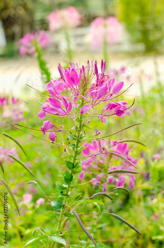 Cleome spinosa or Cleome spinosa with green leaves at outdoor garden