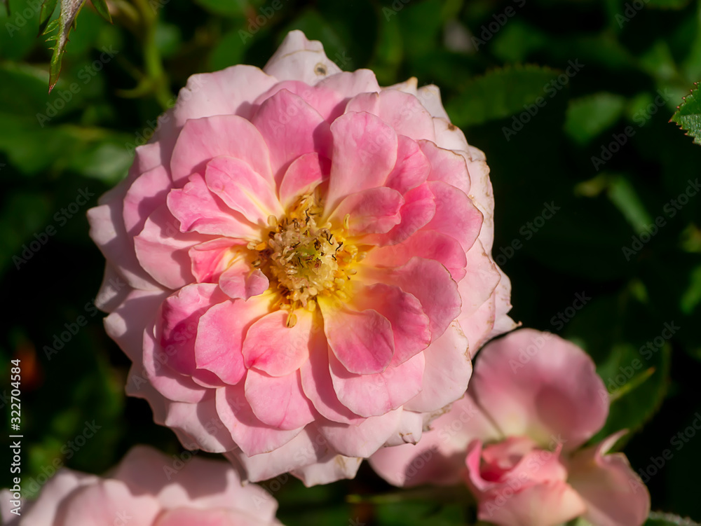 Close up small pink rose flower on blur background. Close up small pink rose flower on blur background.