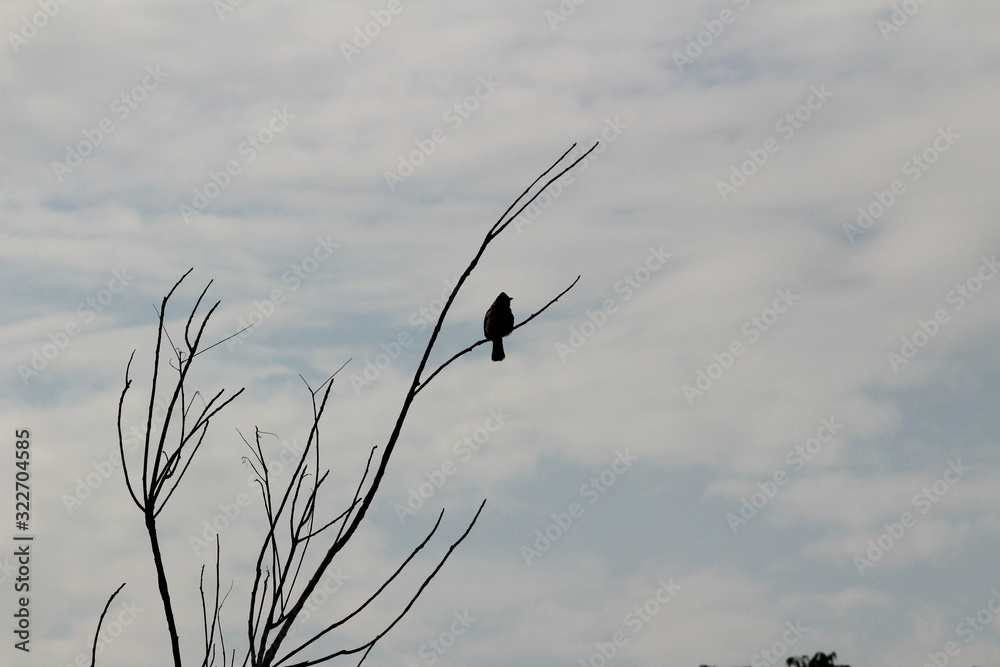Fototapeta premium one Red Vented Bulbul bird or one bird sitting on the tree or tree branch on the morning with white background