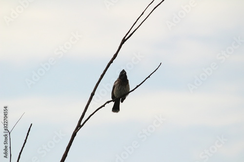 one Red Vented Bulbul bird or one bird sitting on the tree or tree branch on the morning with white background photo