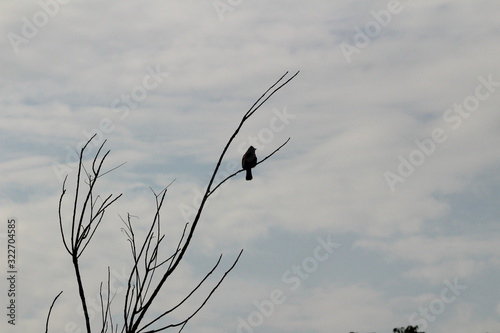 one Red Vented Bulbul bird or one bird sitting on the tree or tree branch on the morning with white background photo