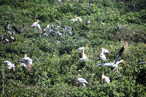 Vedanthangal Bird Sanctuary India  photo