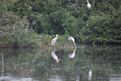 Vedanthangal Bird Sanctuary India 