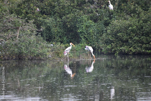 Vedanthangal Bird Sanctuary India  photo