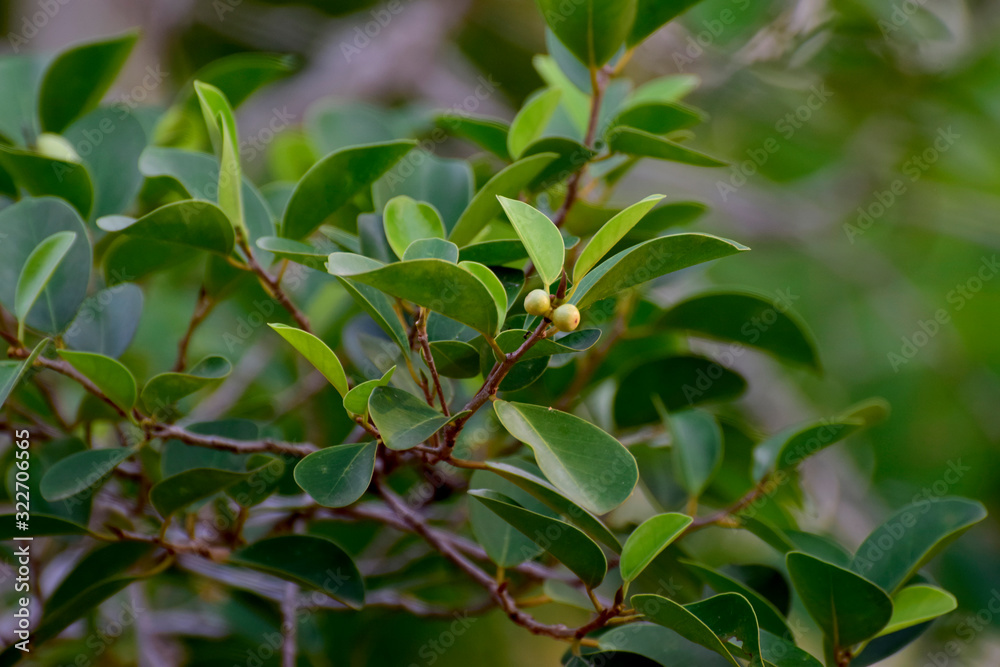 Beautiful green leaves Natural in the garden that looks fresh and comfortable to the eyes