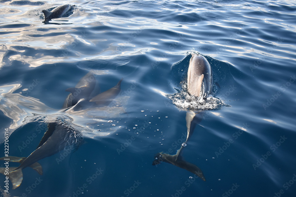 Fototapeta premium Beautiful wild dolphins swimming in a free environment.