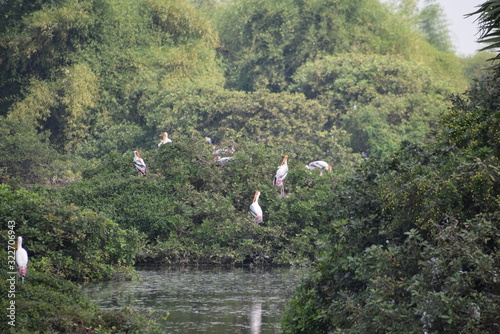 Vedanthangal Bird Sanctuary India  photo