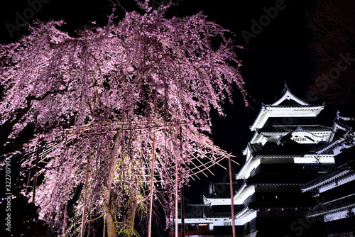 松本城「駒つなぎの桜」