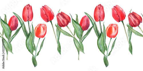 Watercolor seamless border with elegant red tulips. Buds  flowers and leaves