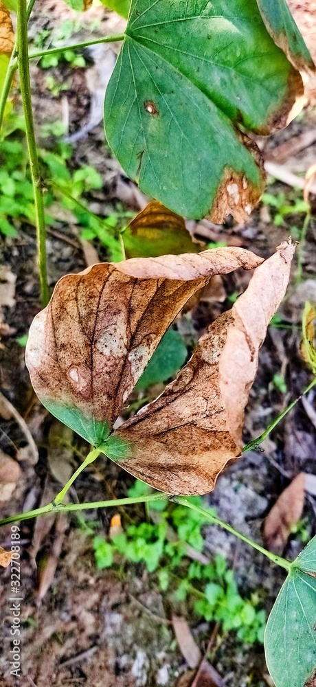 autumn leaves on grass