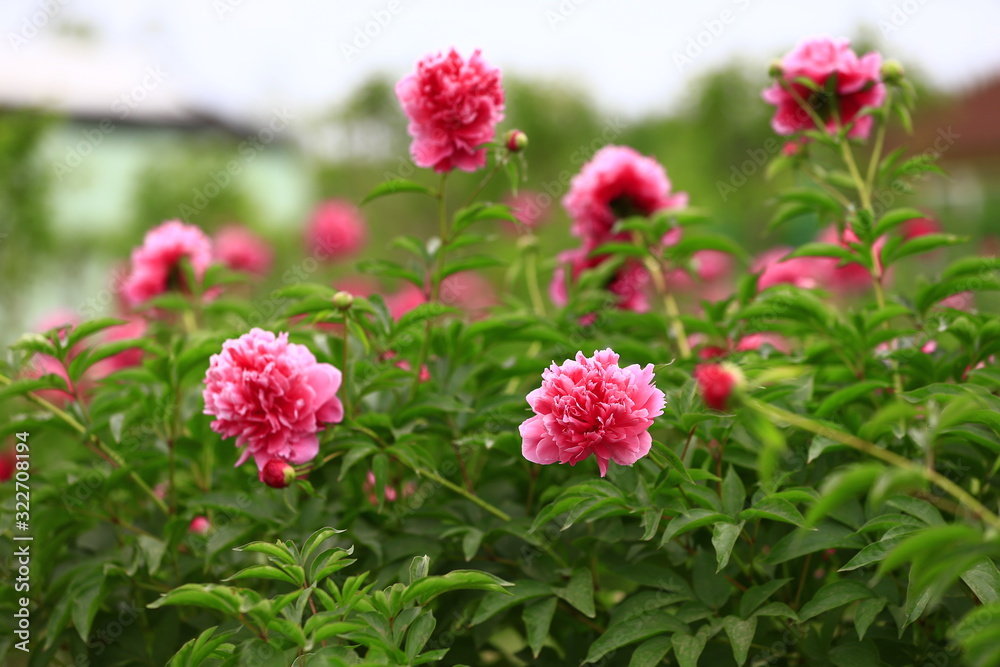 Blooming peony, very beautiful Blooming peony, very beautiful