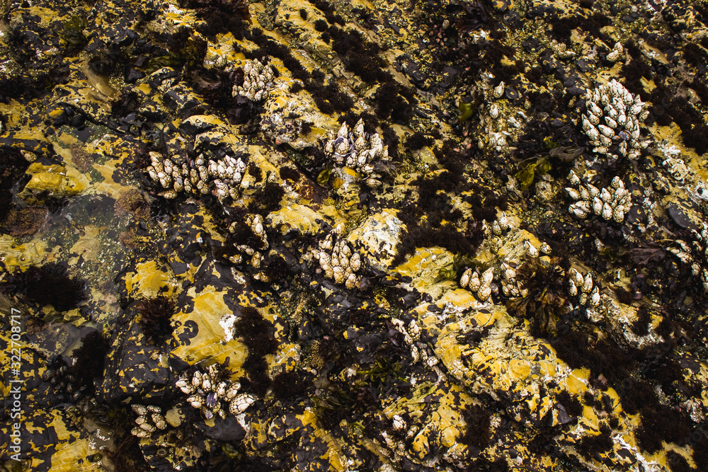clams on rock surface clams on rock surface