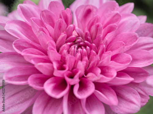 a beautiful close up pink dahlia