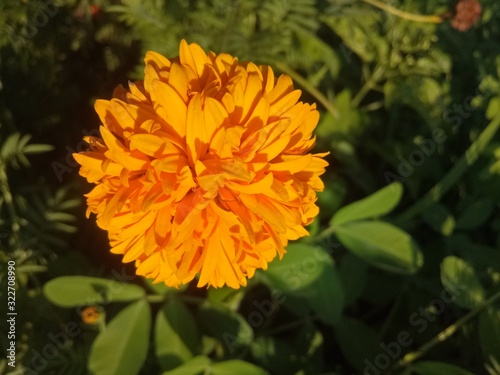 image of  The orange flowers in the afternoon are very beautiful