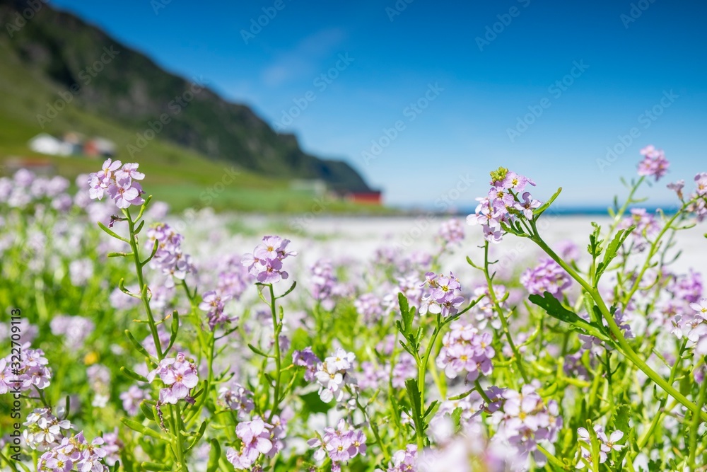 Fototapeta premium purple flowers on green background of blue sky