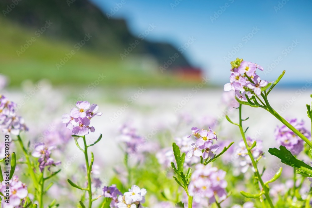 Fototapeta premium purple flowers on green background of blue sky