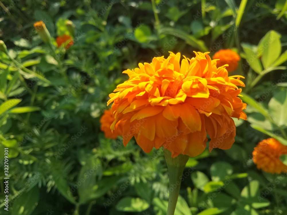 image of  The orange flowers in the afternoon are very beautiful