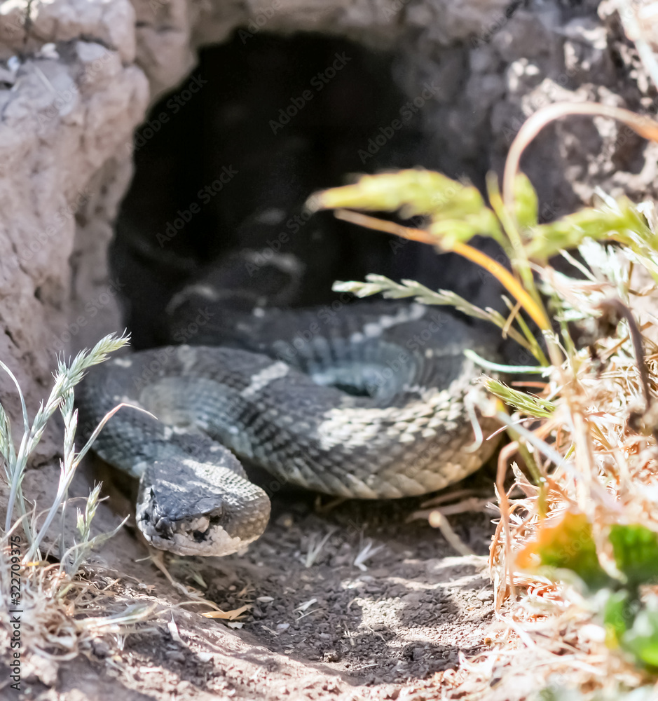 Fototapeta premium Northern Pacific Rattlesnake in its burrow's mouth. Mission Peak Regional Park, Alameda County, California, USA.