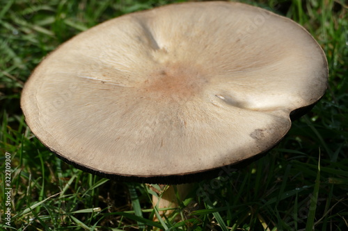 Blick von oben auf einen weissen, grossen Pilz photo