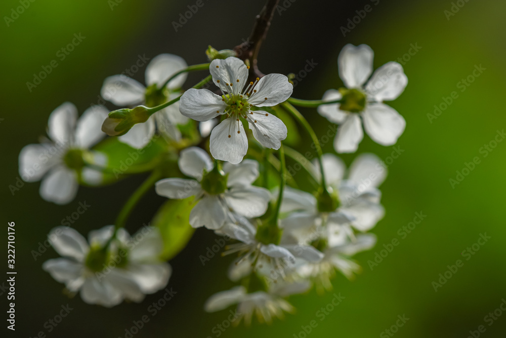 Allphotokz Blooming Trees 20190409 8345 D810 Allphotokz Blooming Trees 20190409 8345 D810