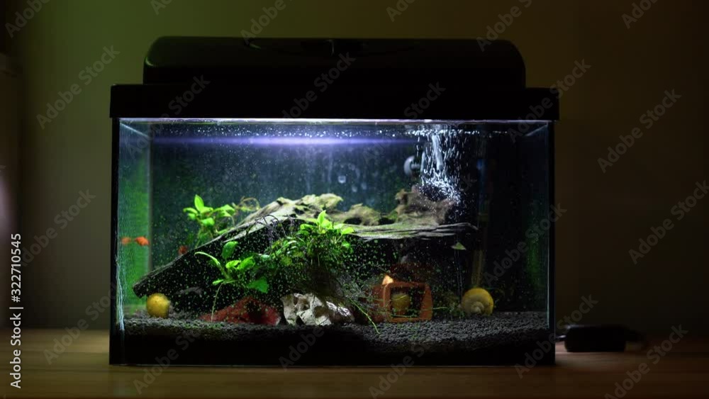 Small fish tank aquarium with colourful snails and fish at home on wooden table. Fishbowl with freshwater animals in the room