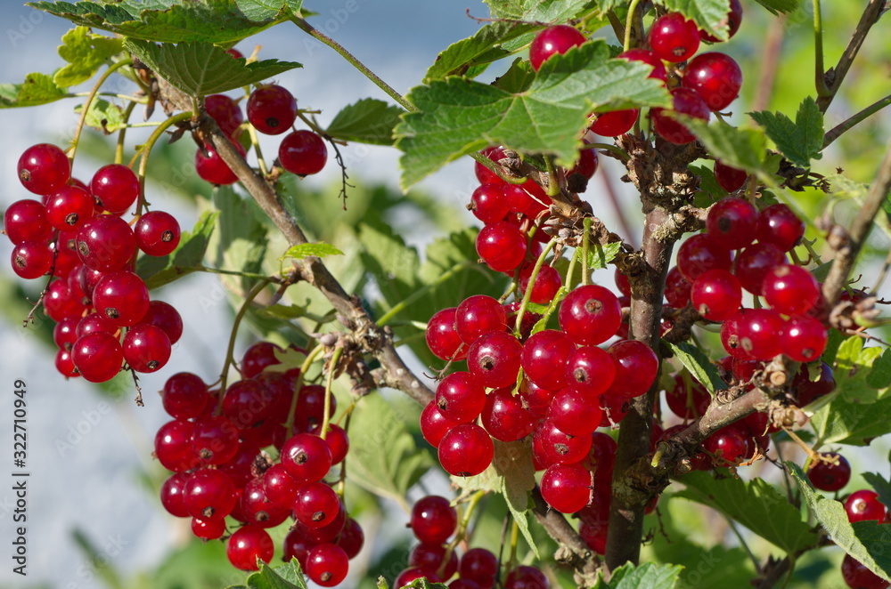 Red currant berries on branches close-up Red currant berries on branches close-up
