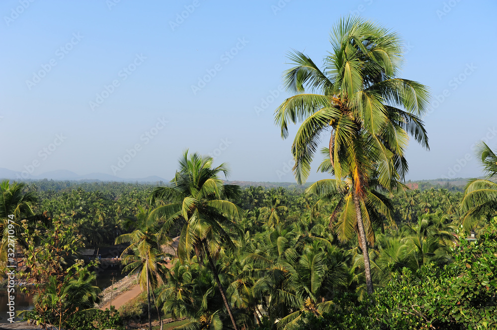 View of palm groves and tropical trees against the blue sky and hills in the distance. Coconut trees over the roofs of houses in India.