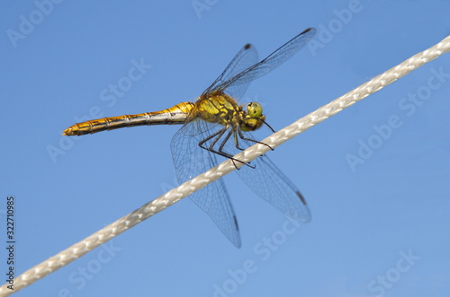 Yellow dragonfly (lat. Sympetrum flaveolum) sits on a rope against a blue sky