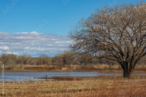 Wetland landscape on a sunny day