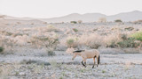 Wild Horses in the Namib