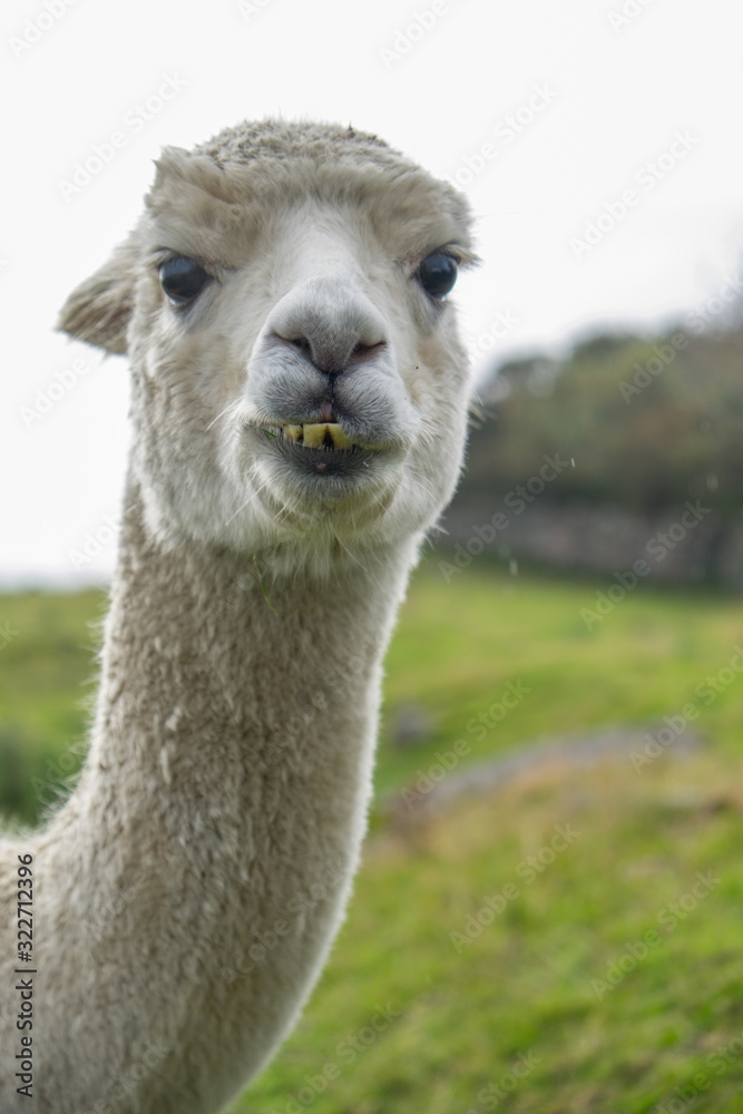 Obraz premium Alpaca
