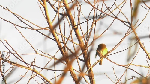 Marsh warbler bird in bare tree photo