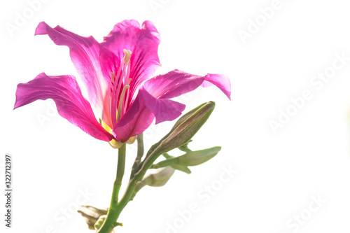 Fototapeta Naklejka Na Ścianę i Meble -  pink flower on white background