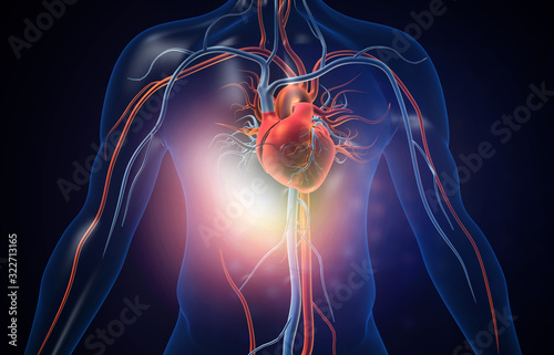 Human heart with blood vessels. 3d illustration photo